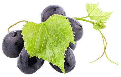 uva Sicilia